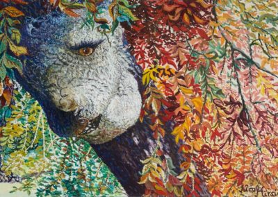 Le regard de l'arbre 2